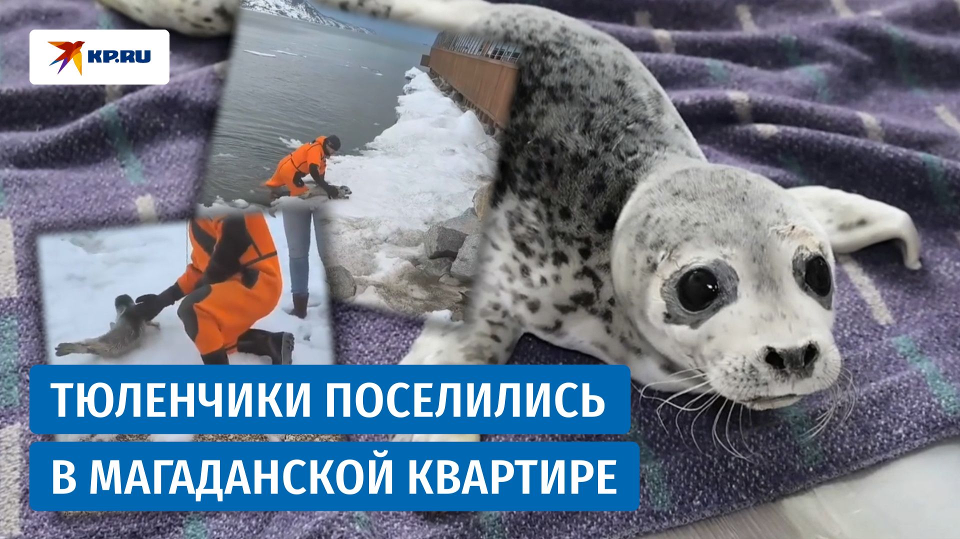 В Магадане бельков-сироток выхаживают в обычной квартире