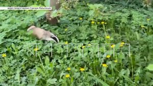 Барсук,появившийся в центре Нижнего Новгорода, пытался прокопать асфальт, чтобы спрятаться в подвале