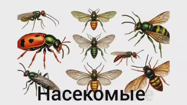 Развивашки для детей. Изучаем насекомых. Развивающее и обучающее видео для самых маленьких.