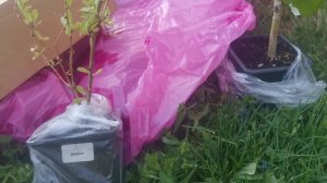 Купил саженцы на wildberries у продавца Питомник Летний сад