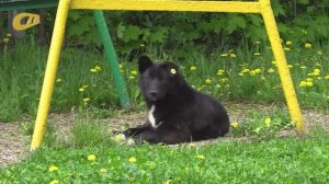 ЖИЛЬЦЫ УЛ. ПЕРВОМАЙСКОЙ ОБРАТИЛИСЬ К НЕРАВНОДУШНЫМ ЖЕЛЕЗНОГОРЦАМ С ПРЕДЛОЖЕНИЕМ ПО ПОВОДУ ДВУХ СОБАК