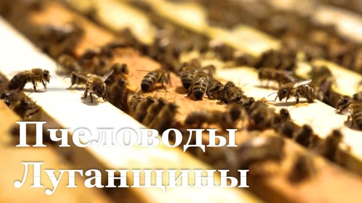 Соцконтракт помог модернизировать пасеку в Новопскове