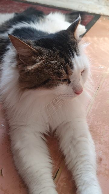 КОТ ВАСИЛИЙ