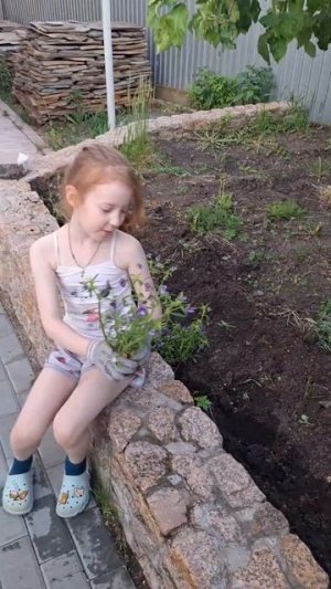 как я сажу фиалки