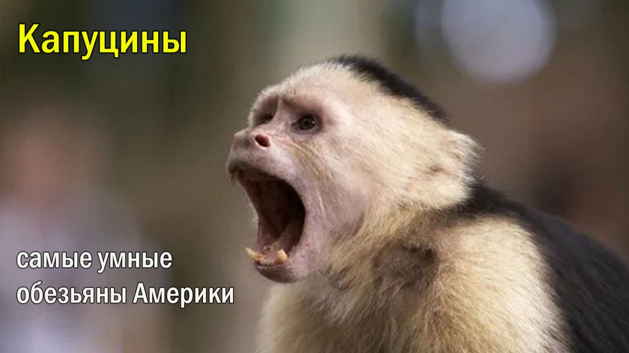 🐒 Ты думал, что знаешь об обезьянах? самые умные обезьяны Америки 🧠 смотреть онлайн