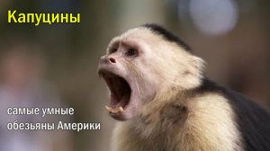 🐒 Ты думал, что знаешь об обезьянах? самые умные обезьяны Америки 🧠