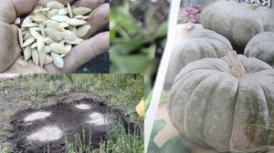 Как я сеяла тыкву,кабачки,базилик.18-05-2026