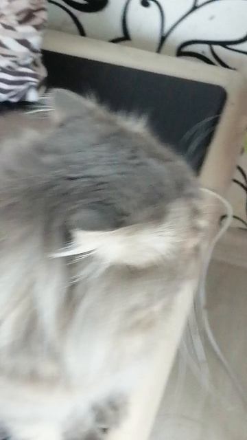 Кот Кузя и собака Белла.