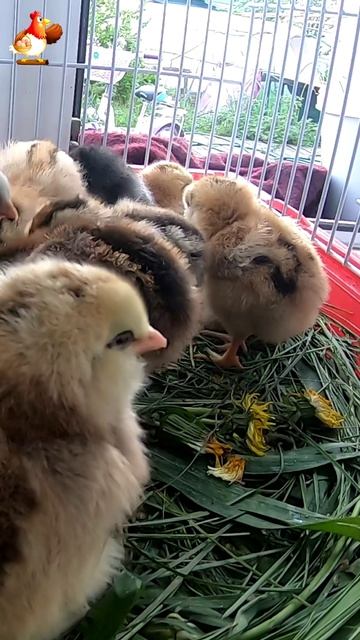 12 пушистых цыплят готовятся к переезду (1)