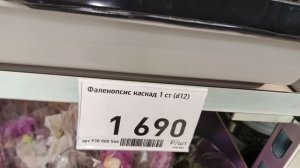 Бау центр,Краснодар,обзор орхидей/19.05.26/