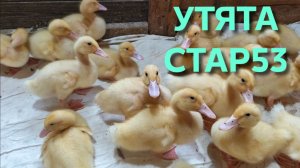 Не держи утят в тесноте им нужен простор