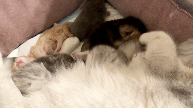 Котятам 6 дней.