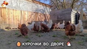 Забавные курочки несушки во дворе очень счастливы 🥚😂🐥 (10)