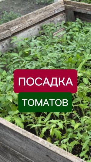 посадка томатов: что положить в лунку для богатого урожая