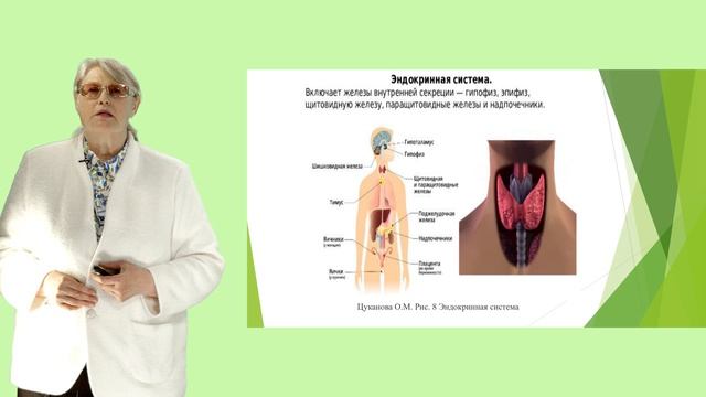 Цуканова О.М. Лекция 1. Организм человека, как единая саморазвивающаяся биологическая система. Ч 2