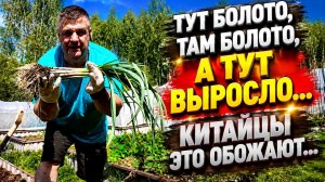 Дача