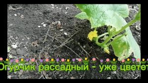 Огурчик рассадный - уже цветет