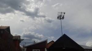 Николаевские голуби Молоденький вытянул