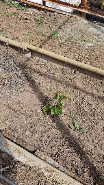 Начали подвязывать виноград🍇