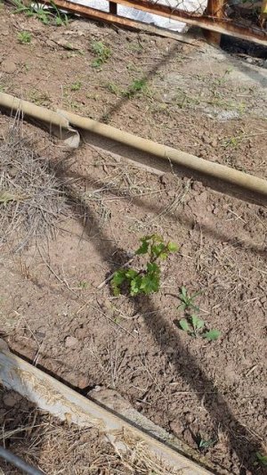 Начали подвязывать виноград🍇