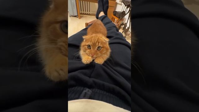 #смешныевидео -1413