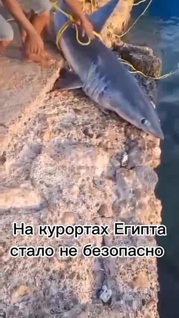 Рыба 
