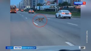 Вести Санкт-Петербург. Выпуск 08.35 от 19.05.2026