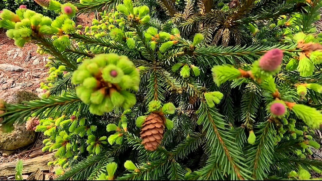 Чудесная прогулка с ОБЗОРОМ ХВОЙНЫХ под прекрасное пение птах! 🐦🌲 17.05.26 #сад #обзор #garden