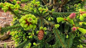 Чудесная прогулка с ОБЗОРОМ ХВОЙНЫХ под прекрасное пение птах! 🐦🌲 17.05.26 #сад #обзор #garden