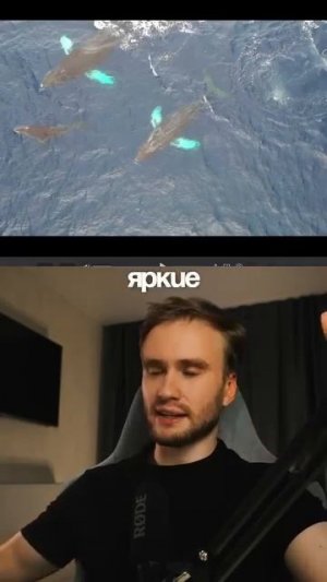 тг: @vkeingnade