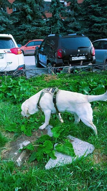 Меняем маршрут: Симба изъявил желание пойти по новым местам 🐾🐕✨