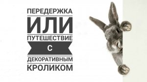 Передержка или путешествие с кроликом. Часть II - путешествие