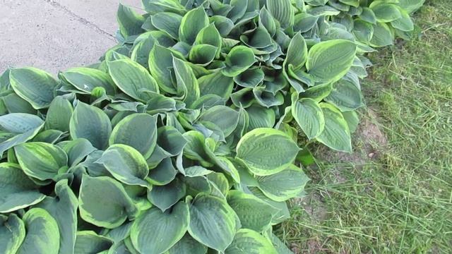 Какие удобрения выбираю для ХОСТЫ весной и летом