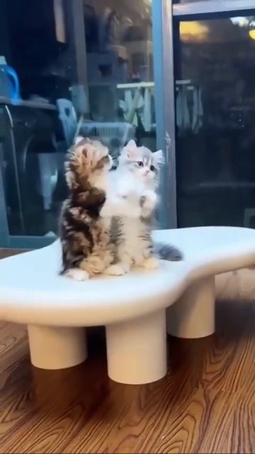 Клип @meowtaverse