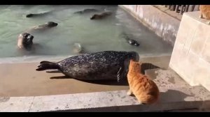 Знакомство..!!!..