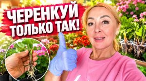 Укореняет всё подряд: простой способ, о котором мало кто знает