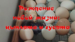Вылупление цыплят и гусят