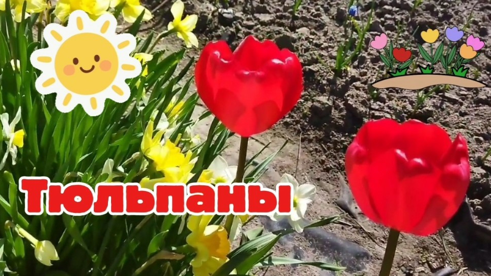 Тюльпаны среди других цветов смотреть онлайн