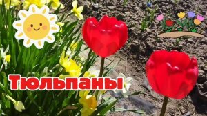 Тюльпаны среди других цветов