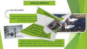 Пернатые друзья Нижегородской области