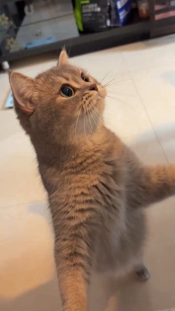 Клип @meowtaverse
