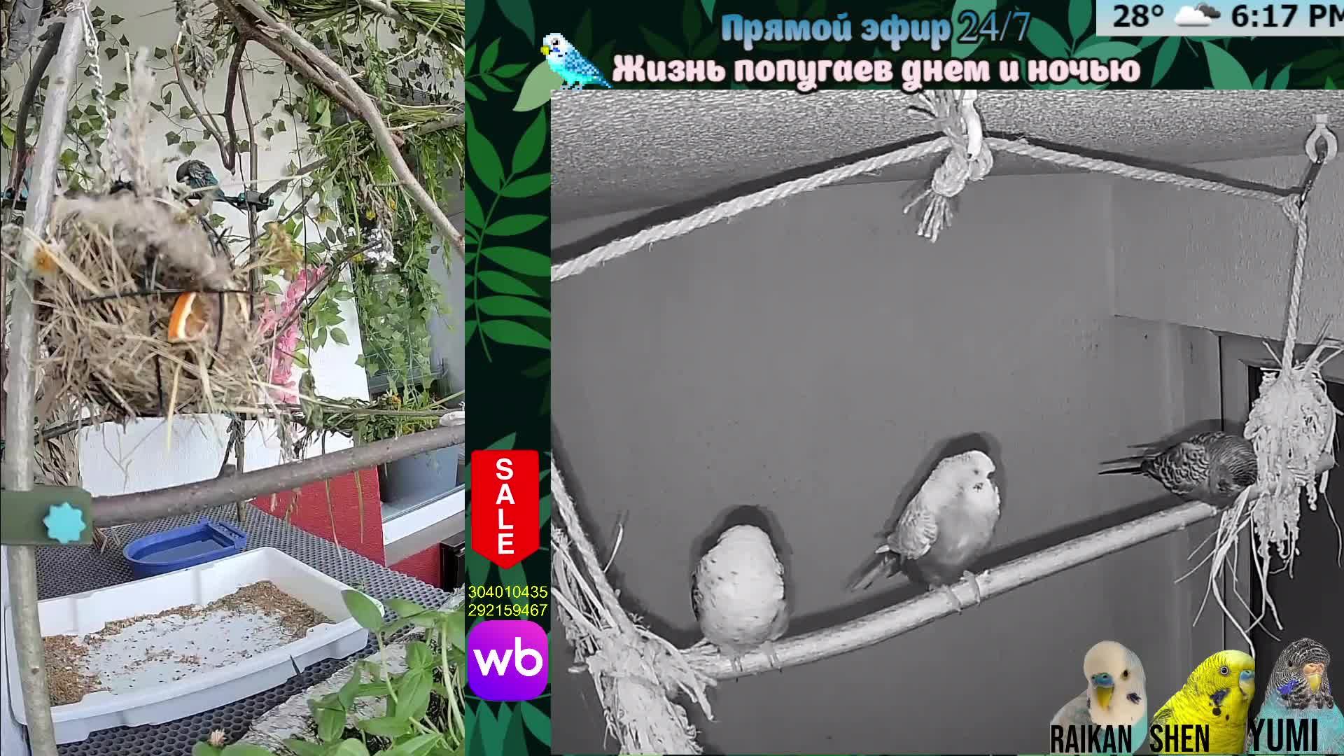 Волнистые попугаи 🦜🦜🦜 | авиарий на балконе📍