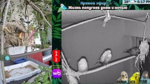 Волнистые попугаи 🦜🦜🦜 | авиарий на балконе📍