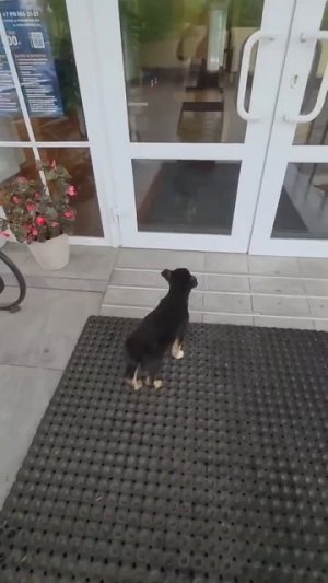 ДВА ЩЕНКА на _семи ветрах_. Кошки Задонского Монастыря