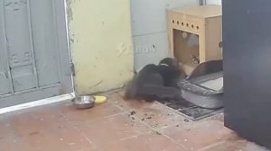 Сторожевой кот
