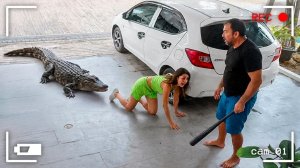 Самые Неожиданные Встречи с Крокодилами, Снятые на Камеру