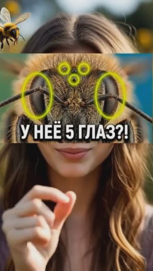 Вы не поверите, как видят пчелы! 🐝 (Секрет пяти глаз)