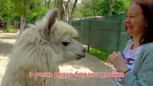 В Ростове работает парк Пача Мама. Альпаки помогают горожанам снимать нервное напряжение