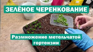 Размножение метельчатой гортензии ЗЕЛЁНЫМ ЧЕРЕНКОМ — РЕЗУЛЬТАТ 100%
