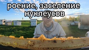!!!РОЕНИЕ!!! заселяем нуклеусы, отгружаем пакеты и обычные будни в пчеловодстве #пчеловодство #топ